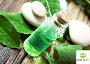 Tinh dau tra xanh la gi